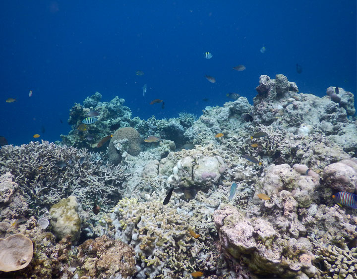 Diving